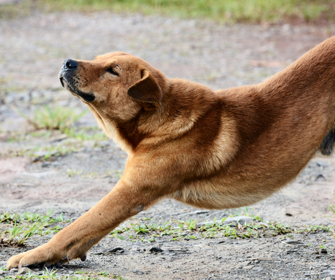 Dog stretching and warming up exercises