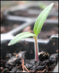 Tomato seedling