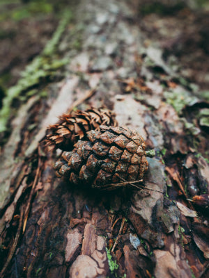 Pine cones