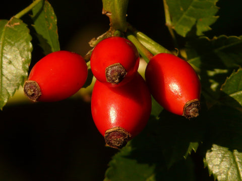 ROSEHIP OIL- TOP WAYS TO REDUCE STRETCH MARK NATURALLY