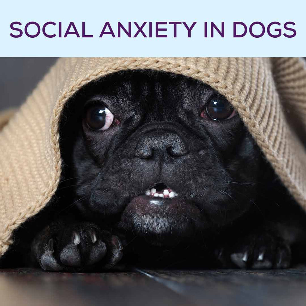 how to help a dog with social anxiety