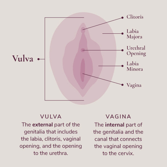 Vagina V