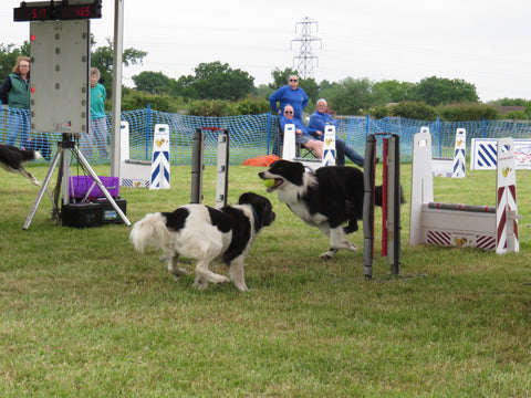 Two dogs enjoying a flyball competition