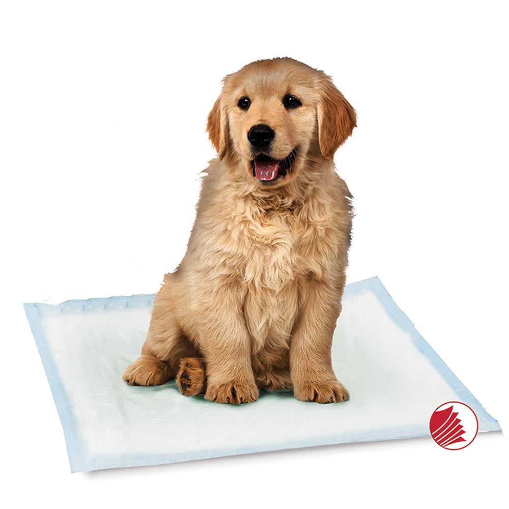 how do i untrain my dog from pee pads