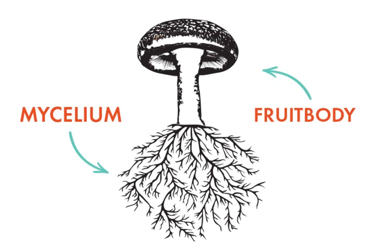 The Science of Mushroom Anatomy Mycelium & the Fruitbody