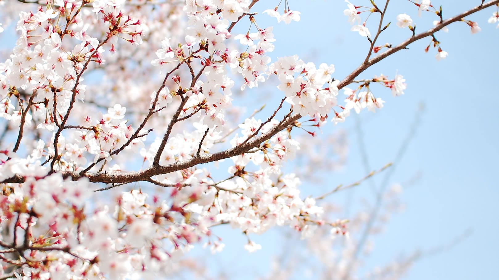 Floroma 花の滴 (花之滴) 醒神筆･功能性香水 (櫻花味)