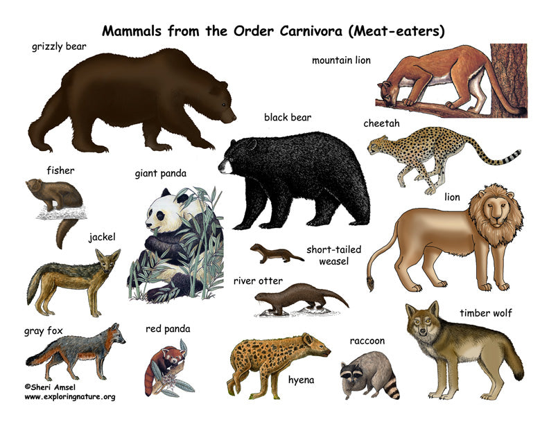 carnivores animals pictures with names