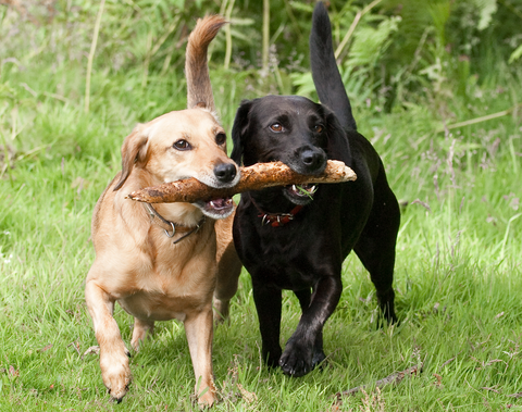 2 dogs playing with stick