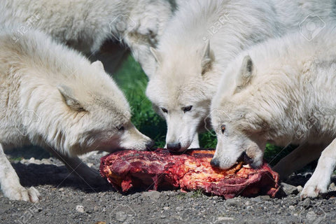 arctic wolves eating raw meat