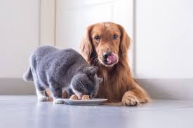 cat eating while dog licks lips