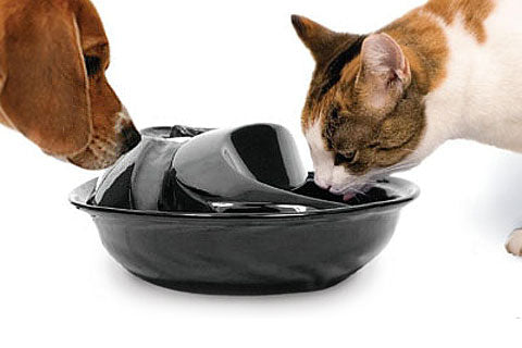 dog and cat drinking water
