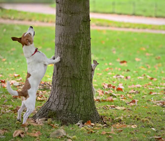 dog chasing squirrel