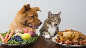 dog and cat eating human food