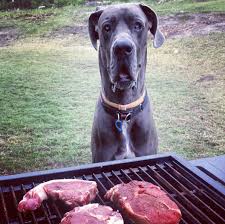 great dane watching barbeque