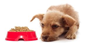 sad dog looking red bowl of food