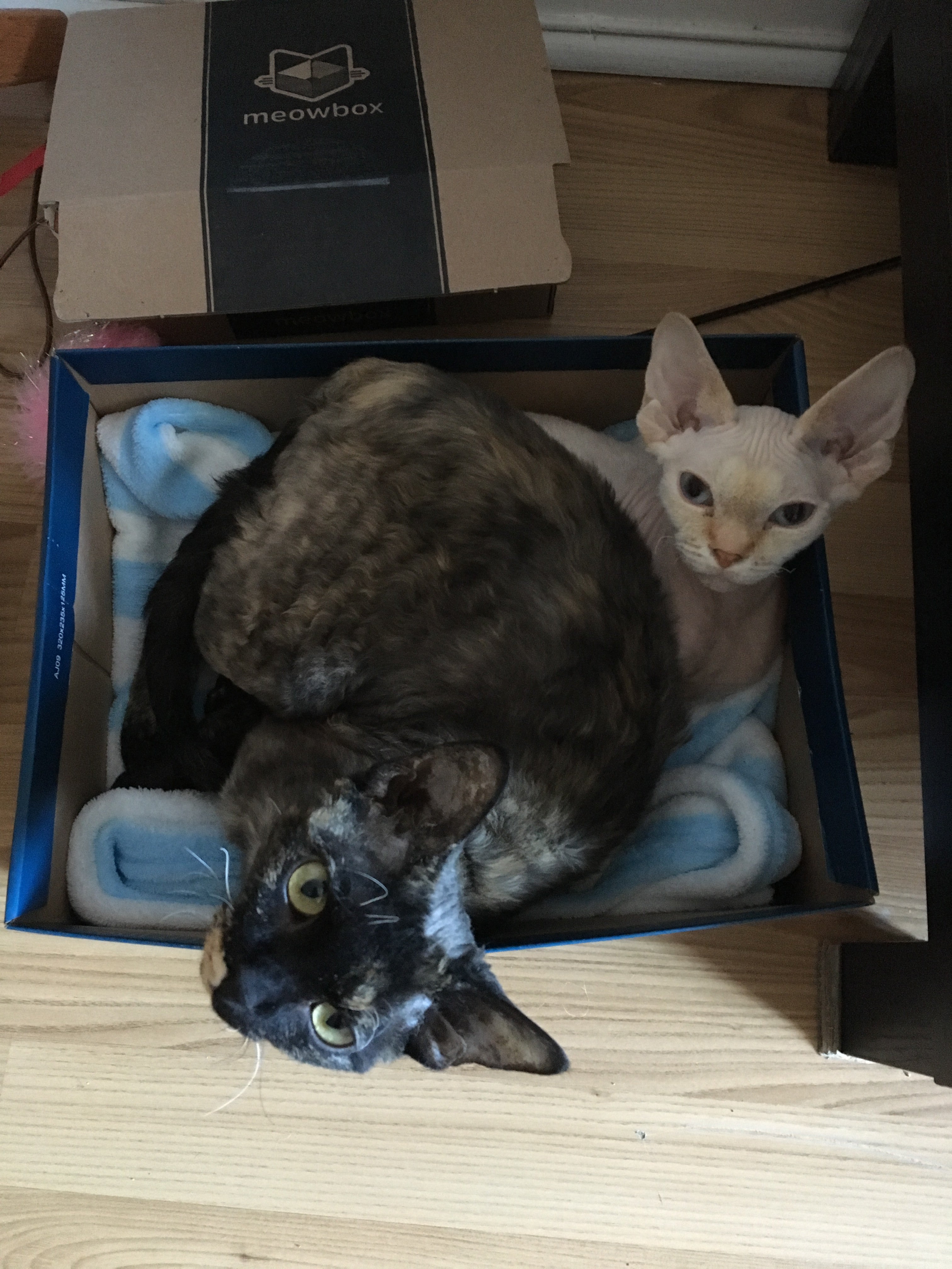 Two cats in a box, on a blanket