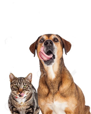 hungry cat and dog