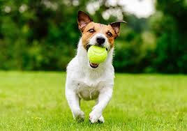 dog running with ball in mouth