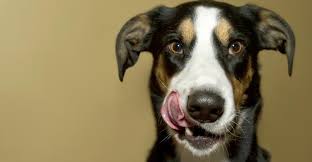 black, white and brown dog licking its mouth