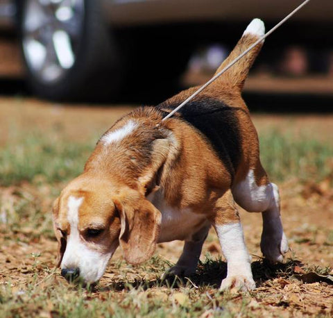 beagle sniffing