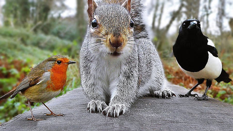 squirrel with birds