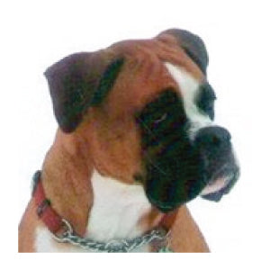 dog, boxer, customer review Mrs. Meadys raw dog food
