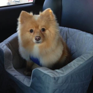 dog, pomeranian, customer review Mrs. Meadys raw dog food