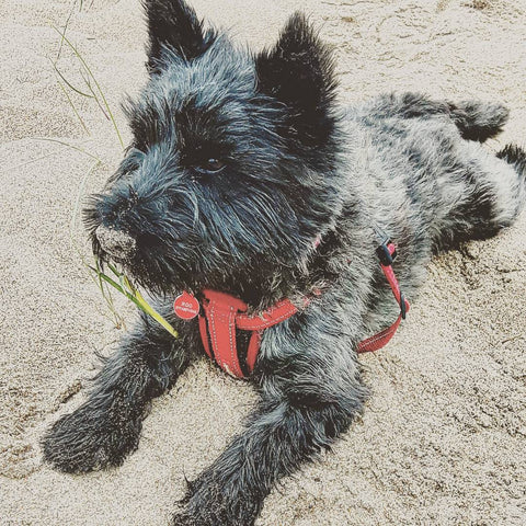 Roo, Amanda’s 3 year old Cairnwestie cross