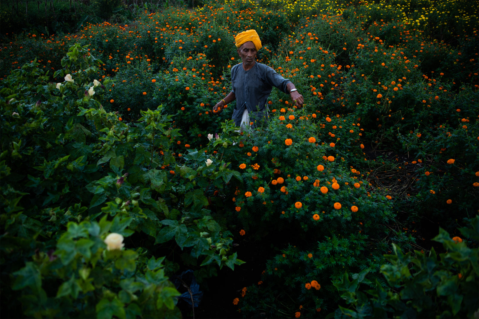 Amrathlal Chogalal Patidar plucks a few marigolds from the field, which are grown alongside the cotton. Marigolds help attract pests, and because they are an important flower for festivals and celebrations, can be sold by farmers as an additional cash crop. Photo: Hashim Badani.