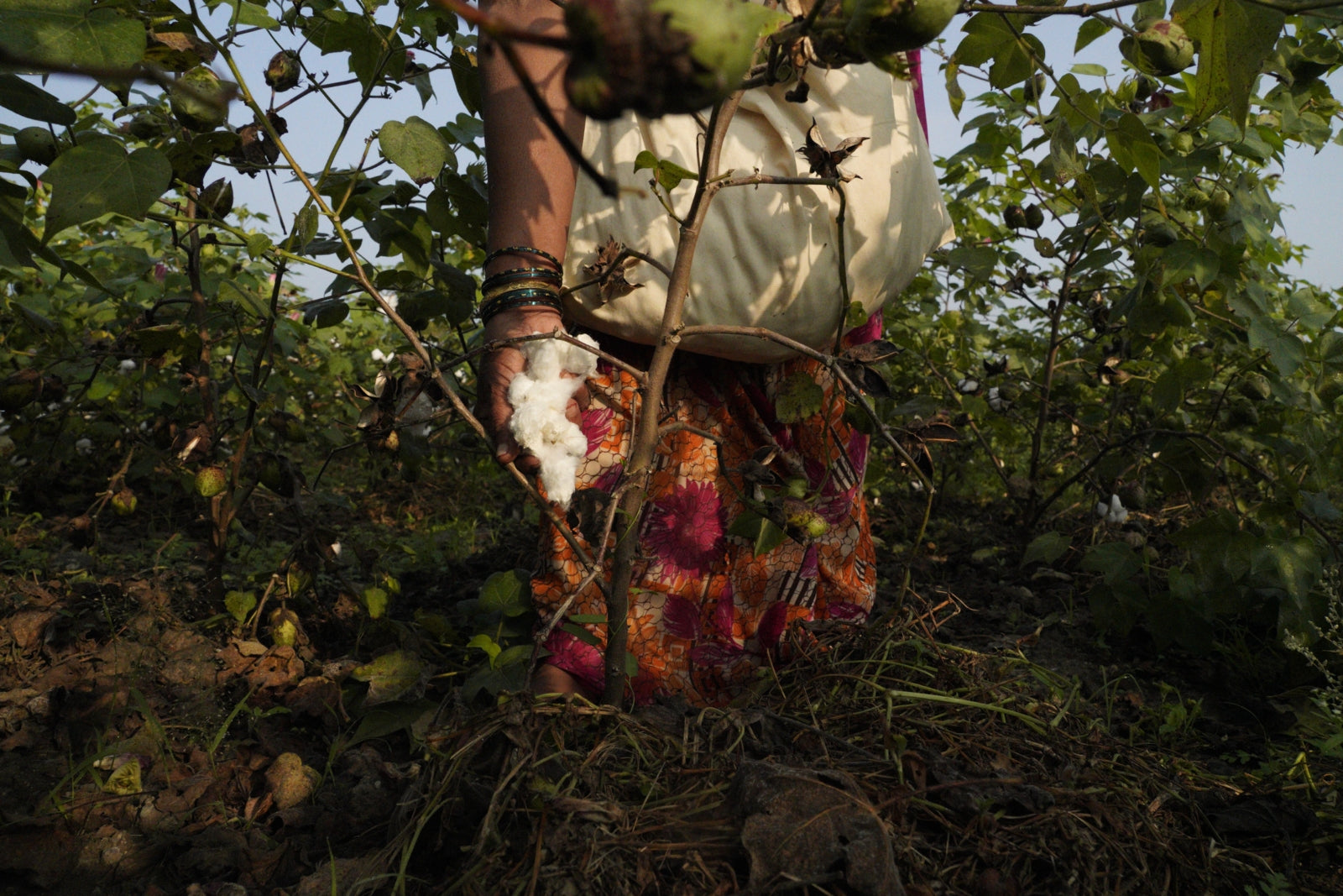 When it is ready for harvest, cotton is handpicked from its protective case, called a boll. Photo: Avani Rai.