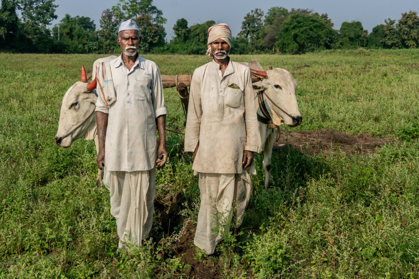 Two farmers stand with their cows. These animals provide rich ingredients for a rich compost, one important element in building healthy soil. Photo: Avani Rai 