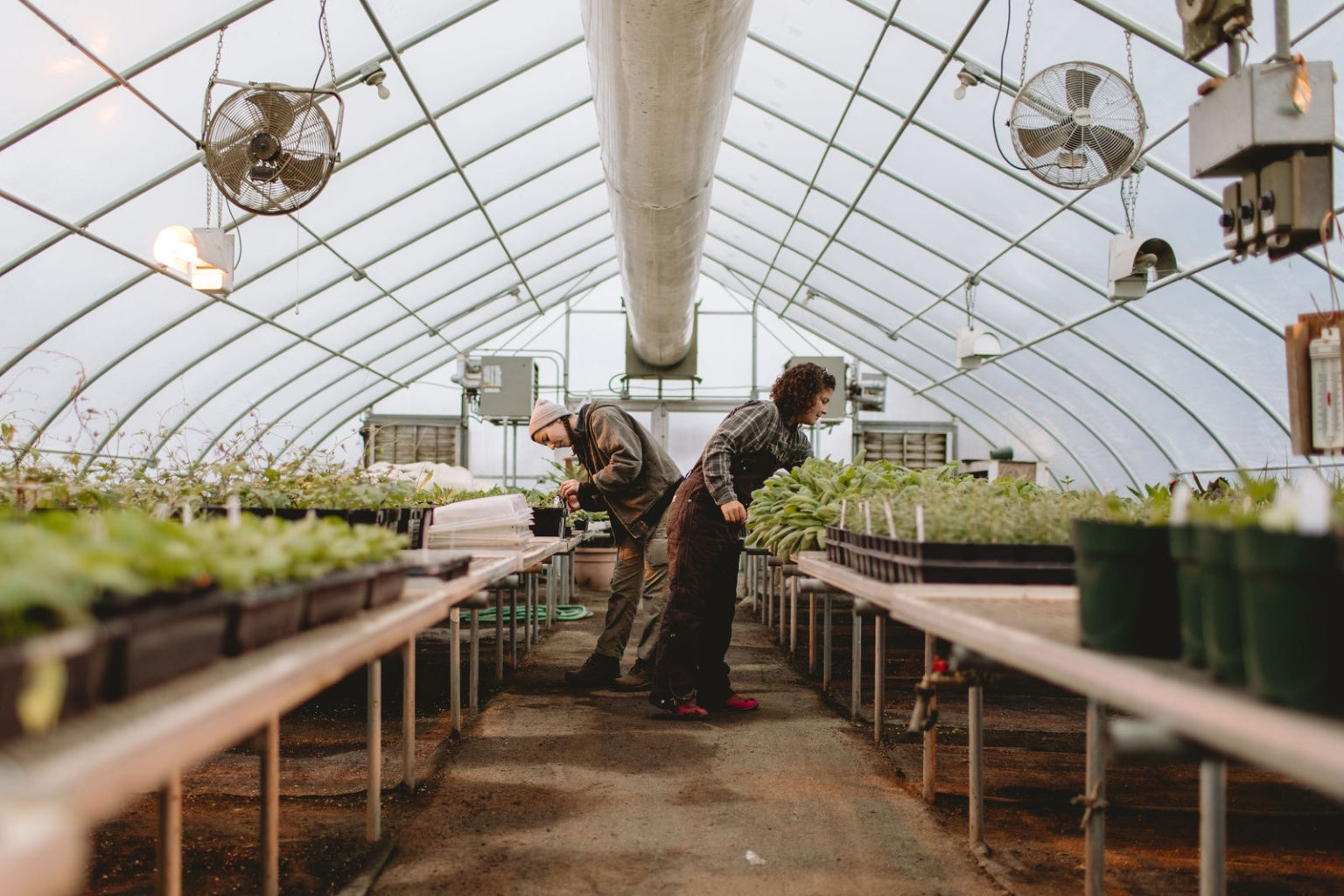 We might not be able to get haircuts right now, but plants can. Rodale’s interns prep more than 200 varieties of certified organic plant starts, which sometimes means giving them “haircuts” to promote leaf growth.