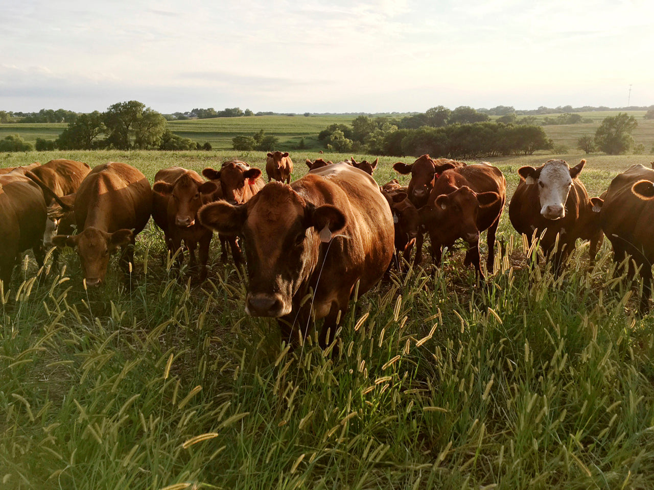 Ficke’s cattle free-range graze on grass and bales of hay, which are returned to the soil in the form of cow manure and urine. Photo: courtesy Del Ficke