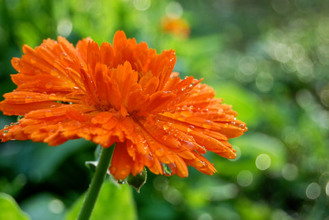 Certified Organic and Certified Bio-dynamic Calendula oil & skin care products hand made by qualified Herbalist on the Gold Coast Australia. 100% natural free from toxic ingredients and chemicals. Skincare range includes creams, moisturisers, body lotions, ointments, balms and herbal extracts.