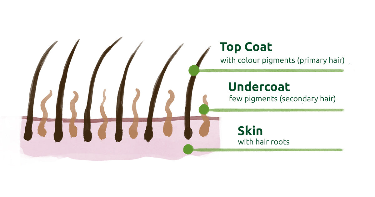 Skin structure diagram