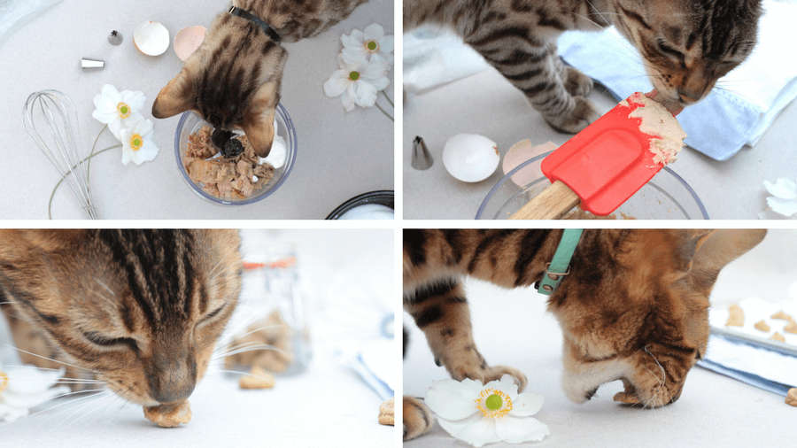 How to make homemade tuna cat treats