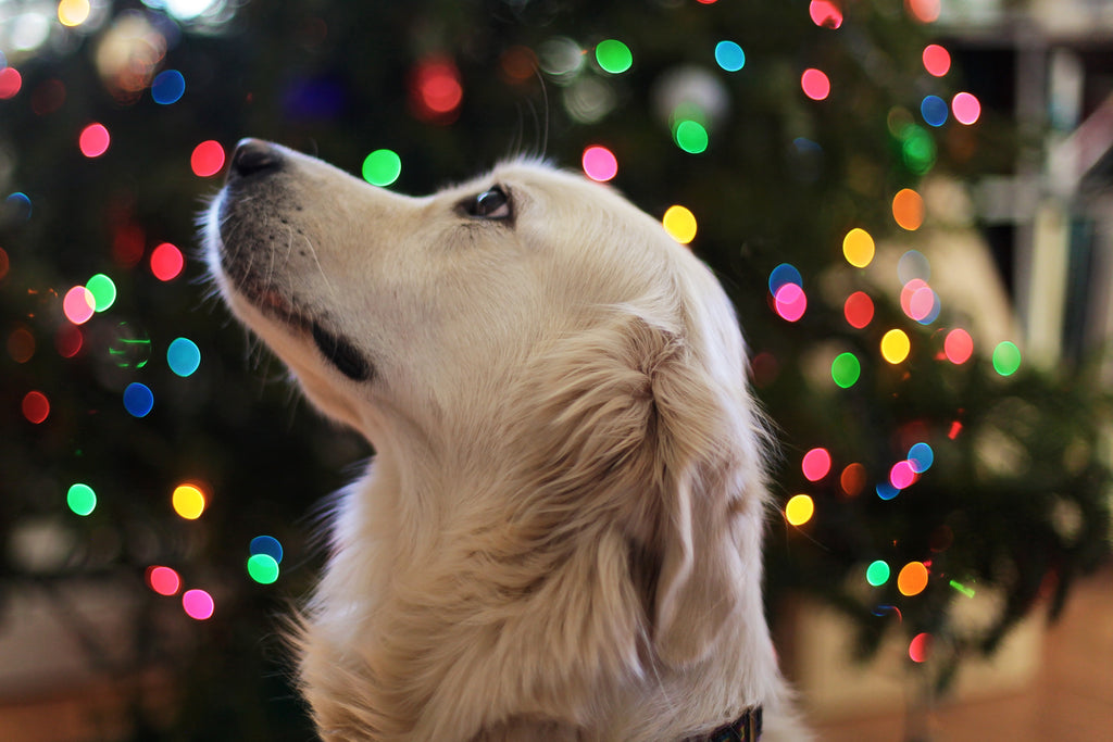christmas gifts for pet owners