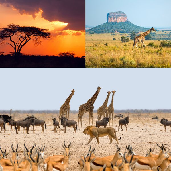 Africa and wildlife - THE SPACE gallery