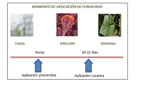 Cuándo se aplican los fungicidas