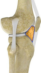 Infrapatellar Fad Pad physical therapy