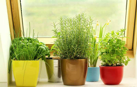 Indoor Plants to Clean Air