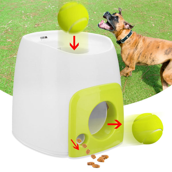 dog throwing toy