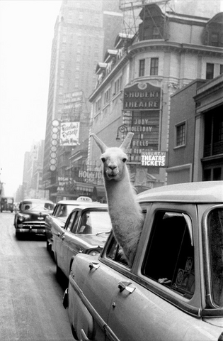 A Lama in New York by Inge Morath