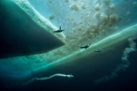 Under Antarctice Ice. A Photo for National Geographic by Laurent Ballesta