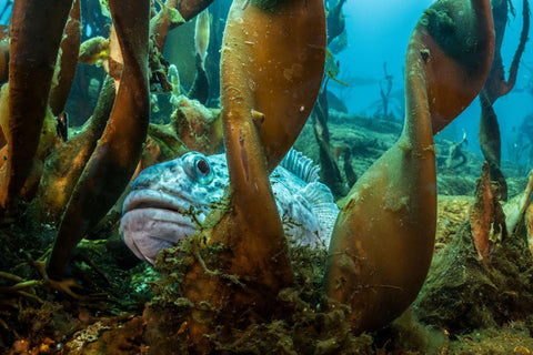 National Geographic, Underwater Images by Laurent Ballesta