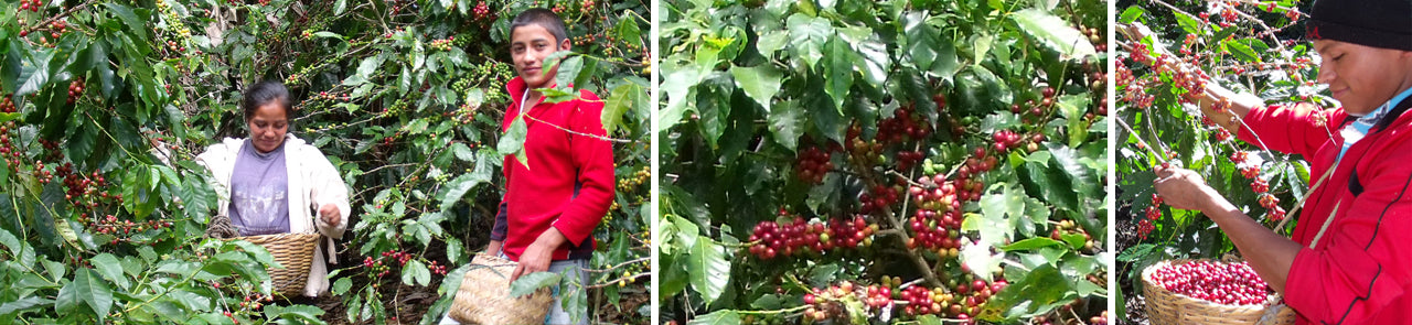 selecting coffee