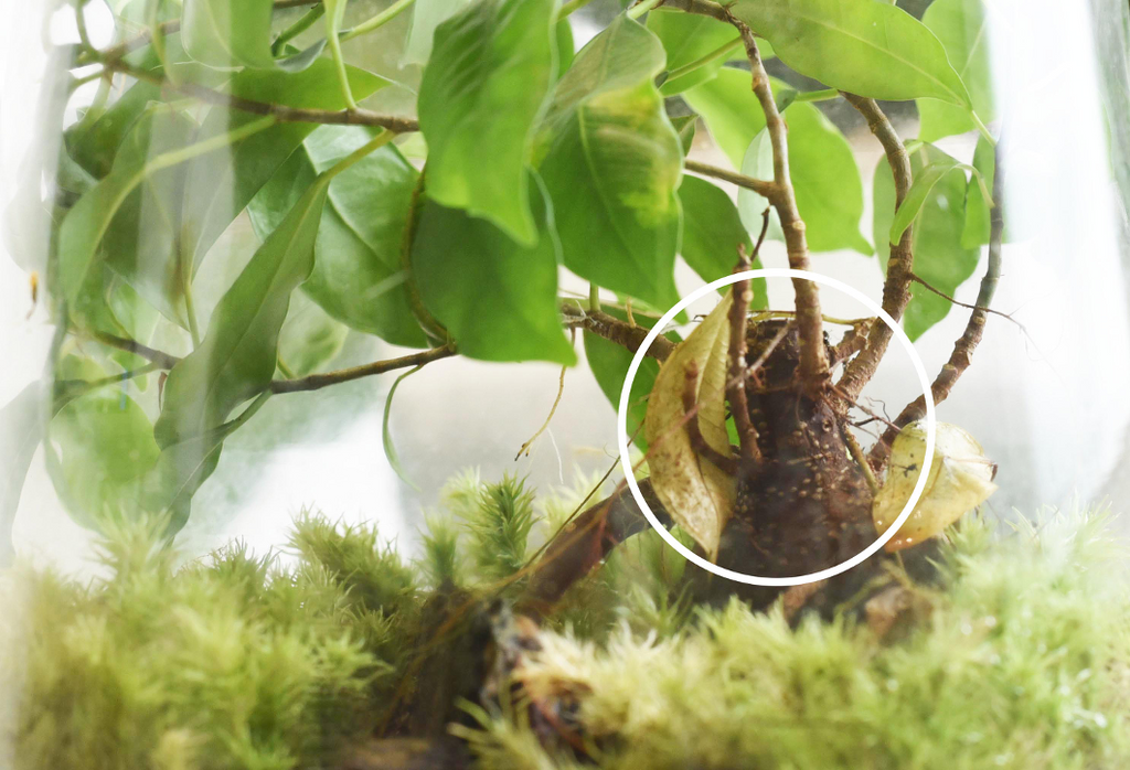 terrarium yamayama ficus arbre plante