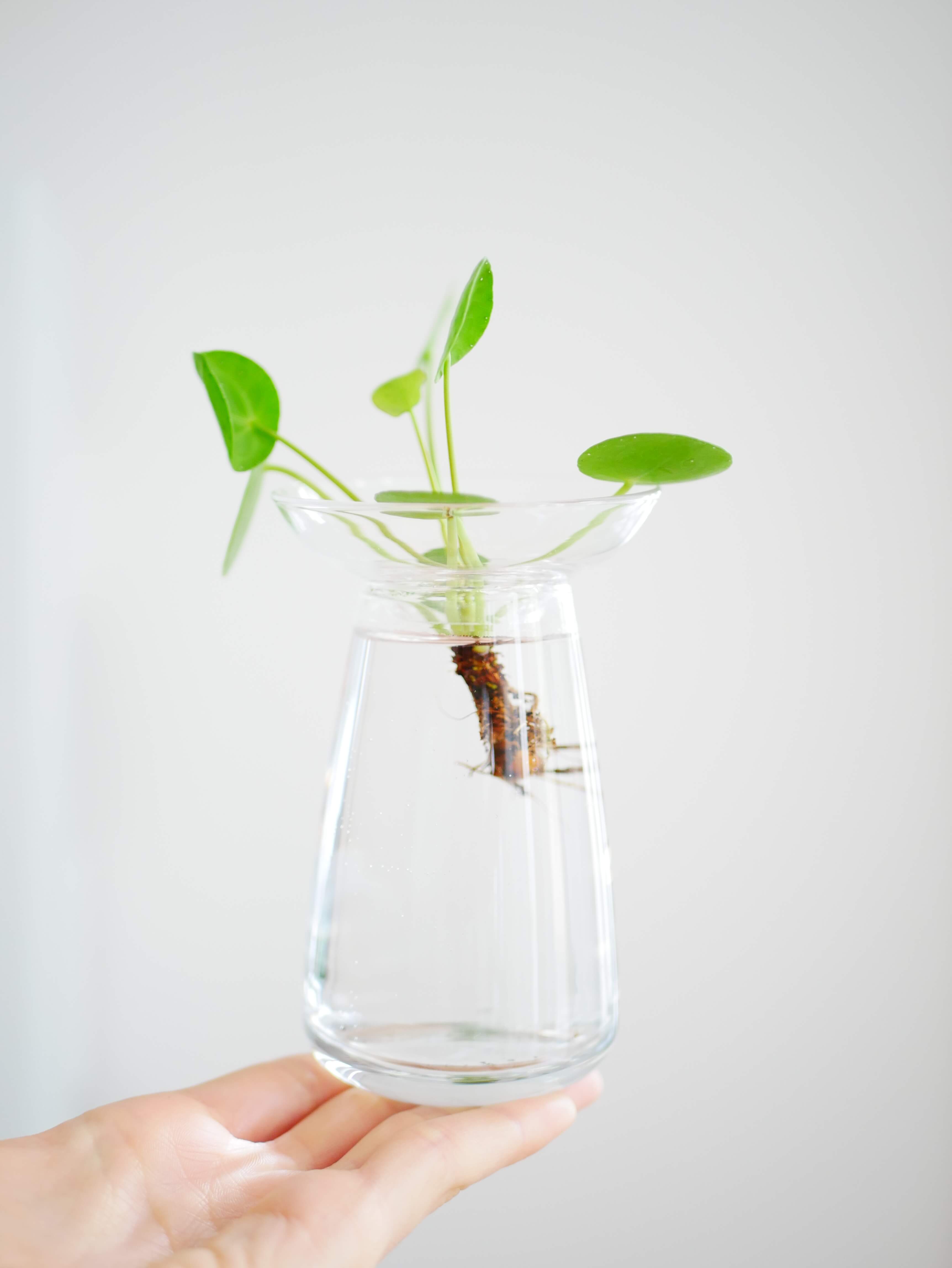 pilea peperomioides entretien