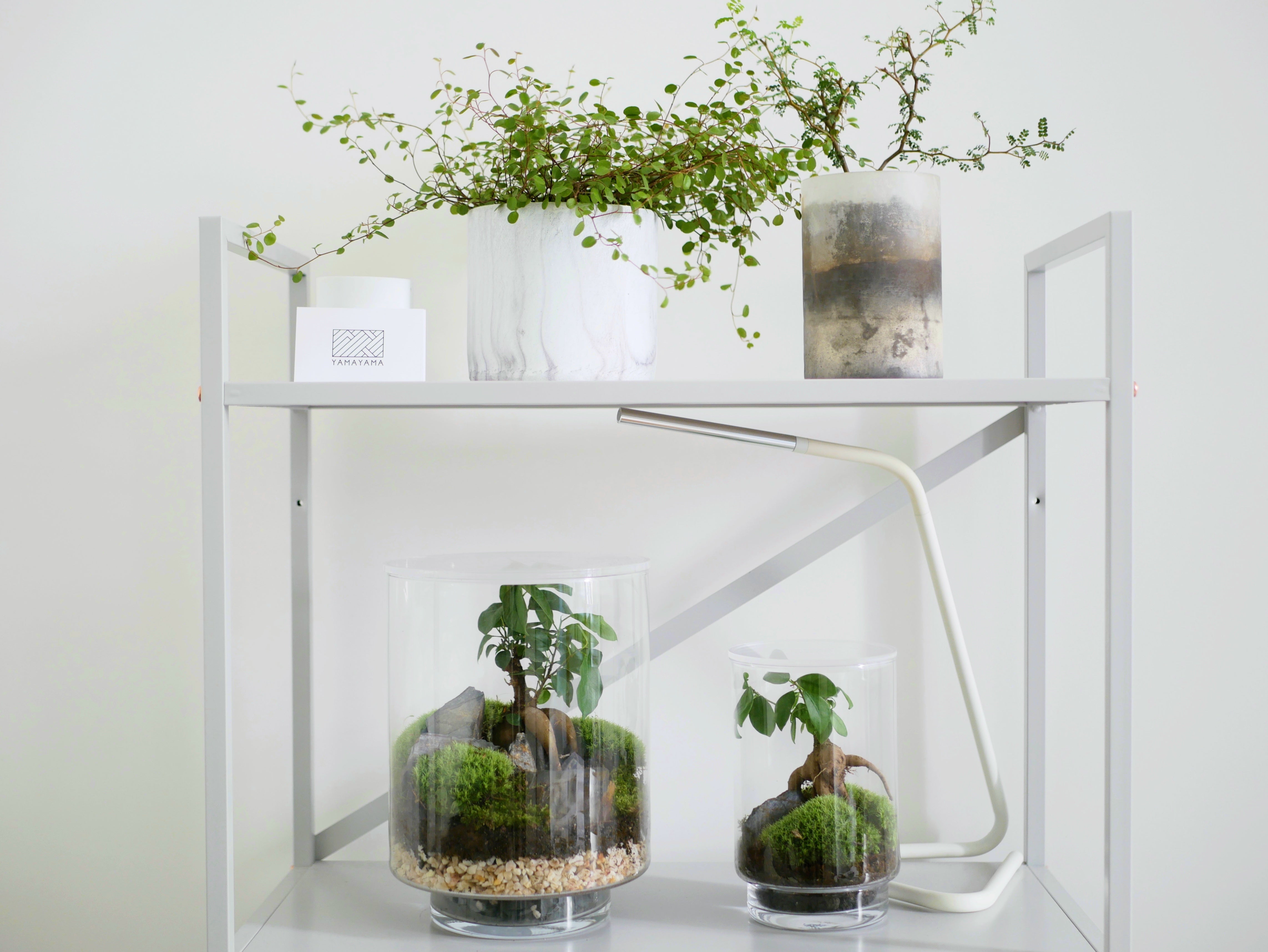 terrarium ficus pop-up store plante green