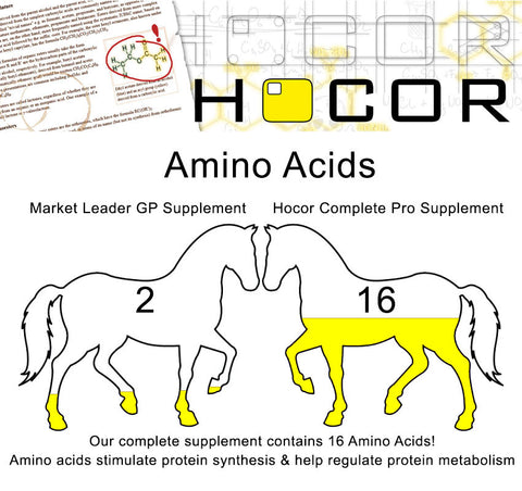 Animo Acids for Horses